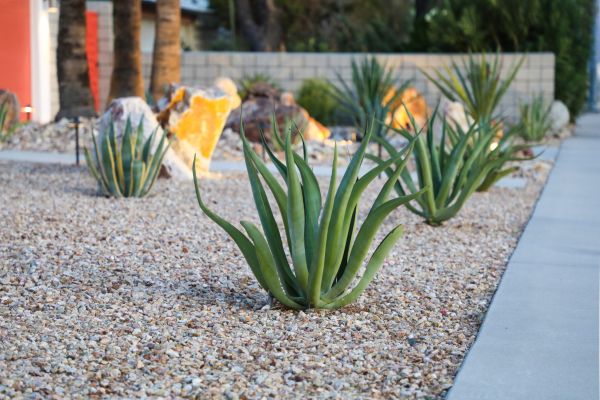 Drought Resistant Landscaping in Pasco