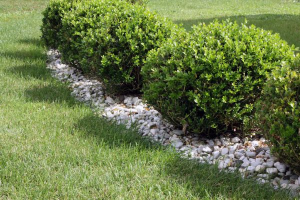 Boxwood Planting in Pasco