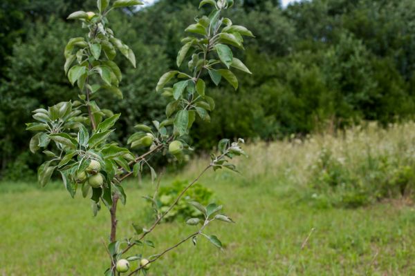 Apple Tree Planting in Pasco
