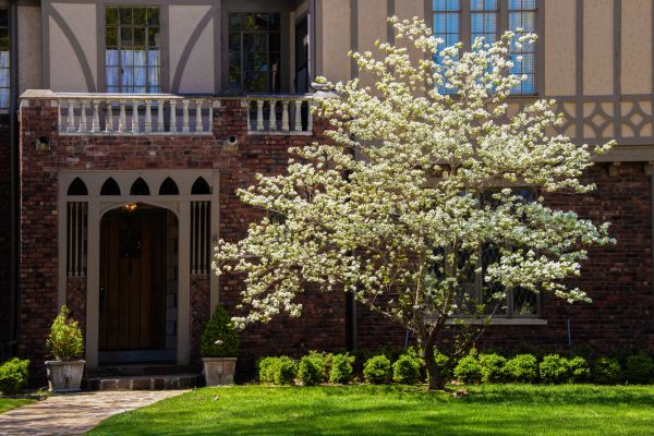 Dogwood Tree Planting in Pasco